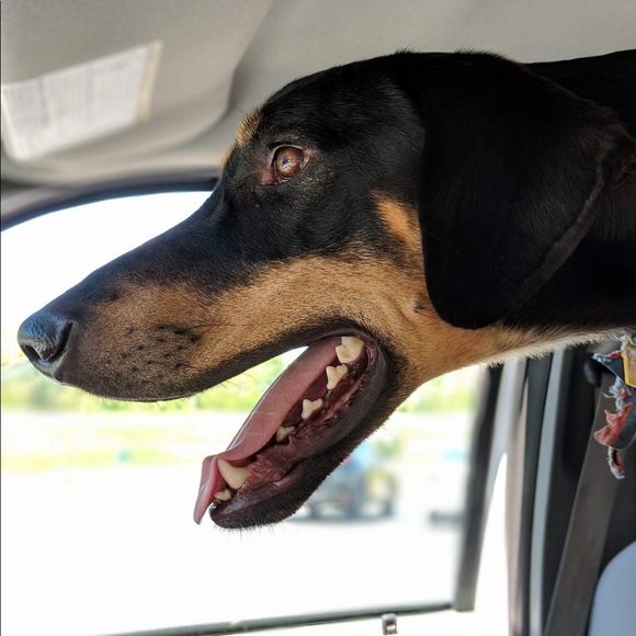 Meet your Posher, Brittany - Picture 1 of 1